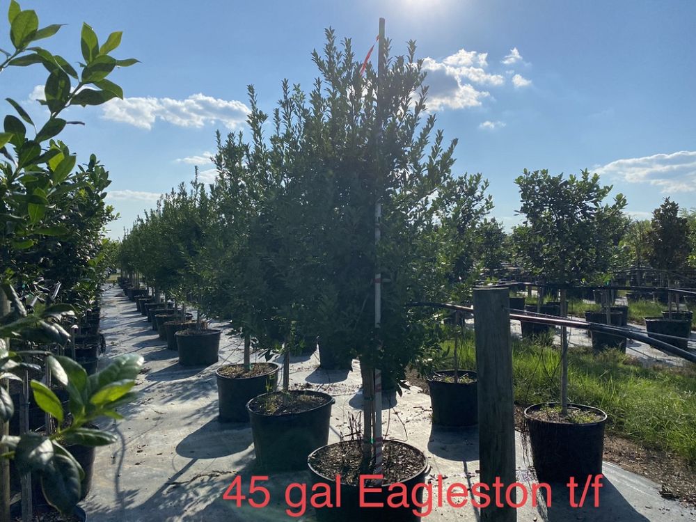 ilex-x-attenuata-eagleston-holly-eagleston-holly