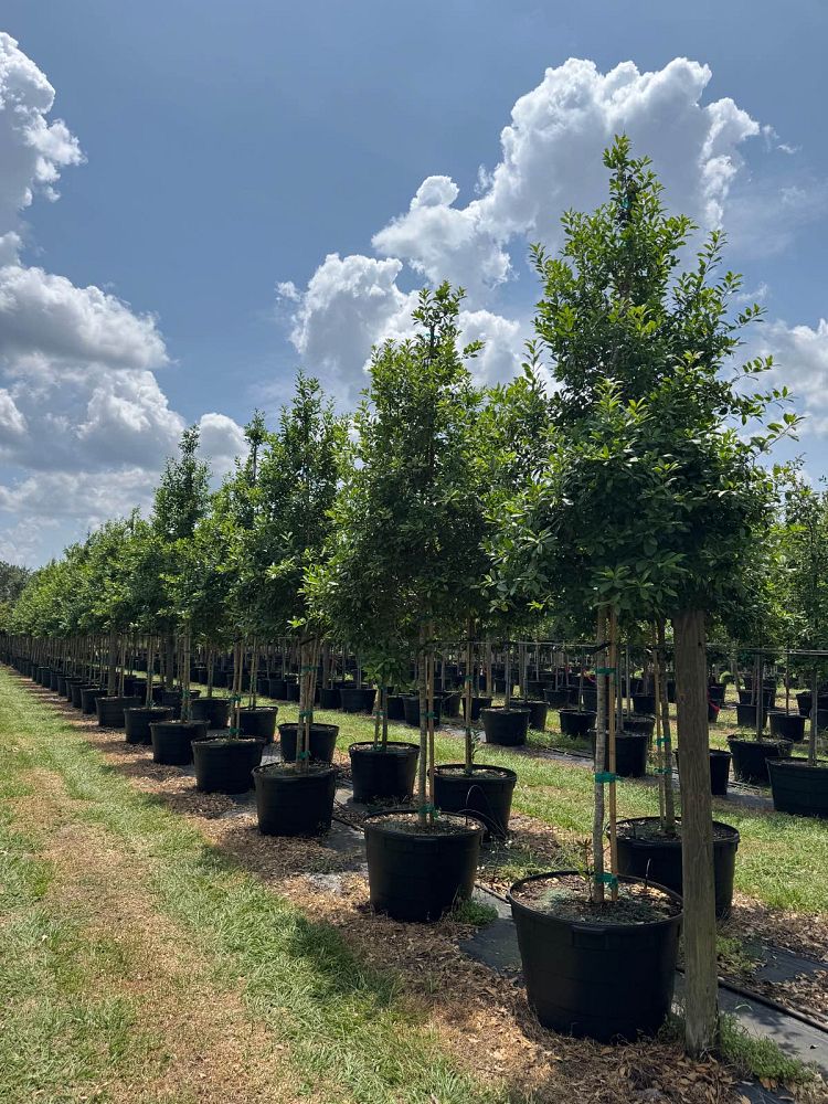 ilex-x-attenuata-eagleston-holly-eagleston-holly