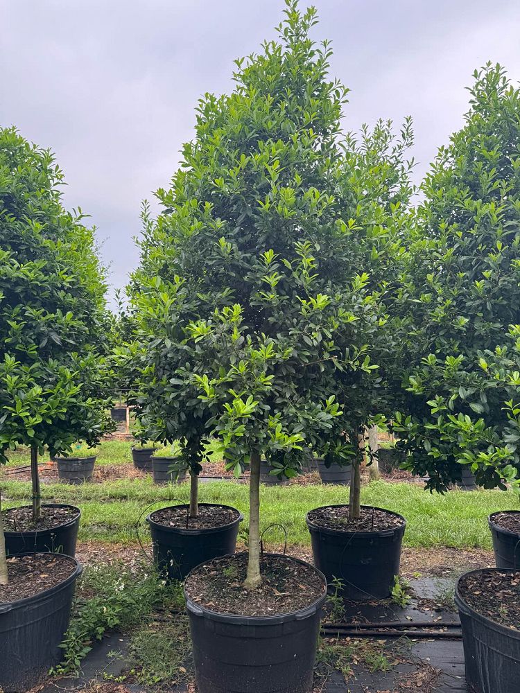 ilex-x-attenuata-eagleston-holly-eagleston-holly