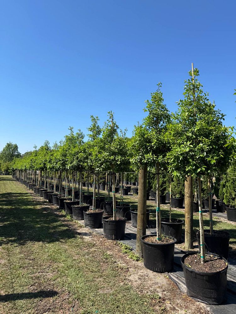 ilex-x-attenuata-eagleston-holly-eagleston-holly