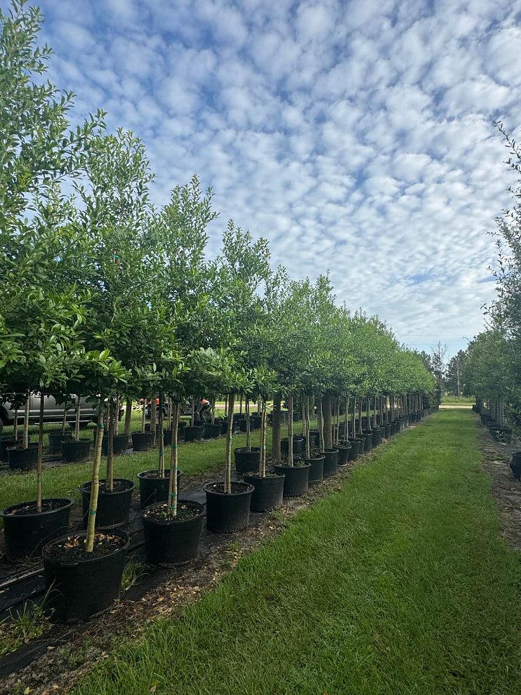 ilex-x-attenuata-eagleston-holly-eagleston-holly