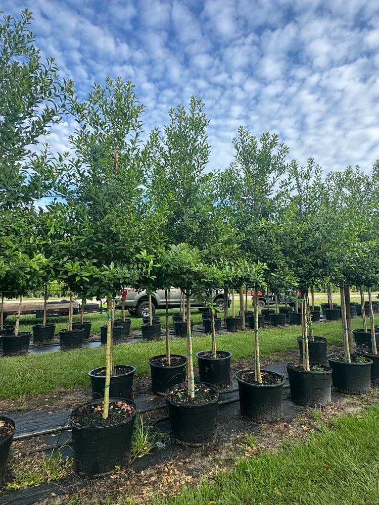 ilex-x-attenuata-eagleston-holly-eagleston-holly