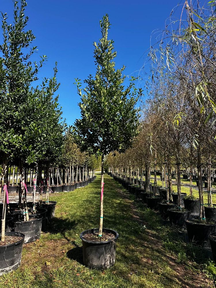 ilex-x-attenuata-eagleston-holly-eagleston-holly