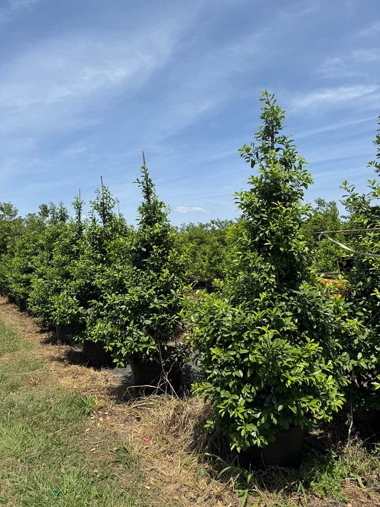 ilex-x-attenuata-eagleston-holly-eagleston-holly