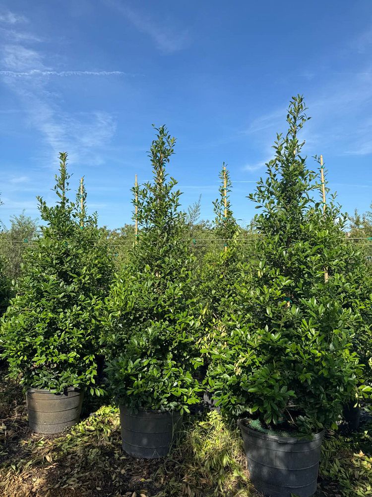 ilex-x-attenuata-eagleston-holly-eagleston-holly