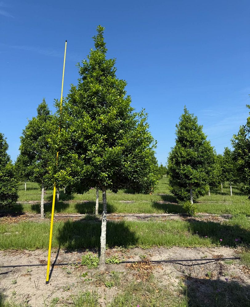 ilex-x-attenuata-eagleston-holly-eagleston-holly
