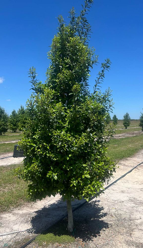 ilex-x-attenuata-eagleston-holly-eagleston-holly