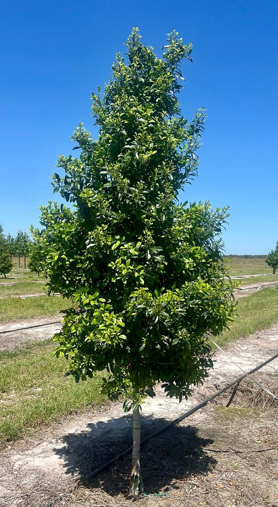ilex-x-attenuata-eagleston-holly-eagleston-holly