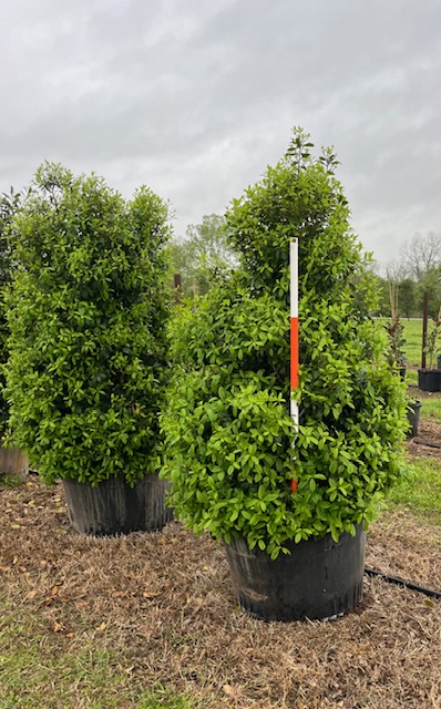 ilex-x-attenuata-eagleston-holly-eagleston-holly