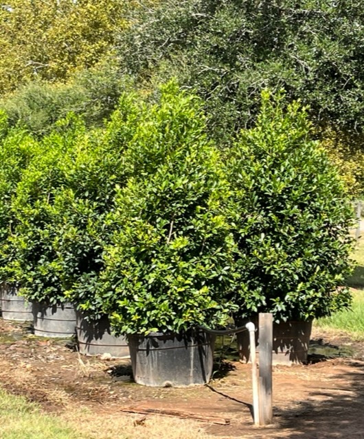 ilex-x-attenuata-eagleston-holly-eagleston-holly