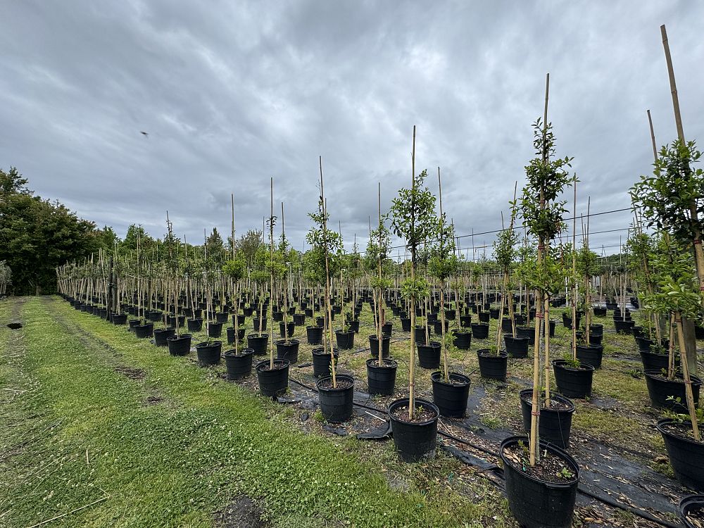 ilex-x-attenuata-eagleston-holly-eagleston-holly