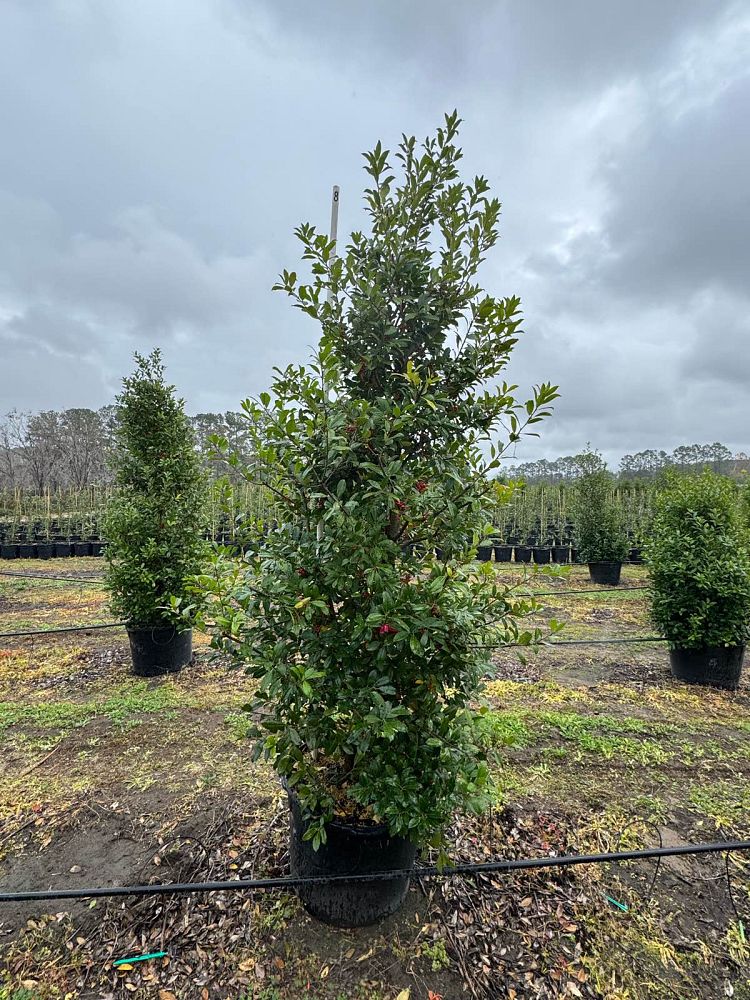 ilex-x-attenuata-eagleston-holly-eagleston-holly