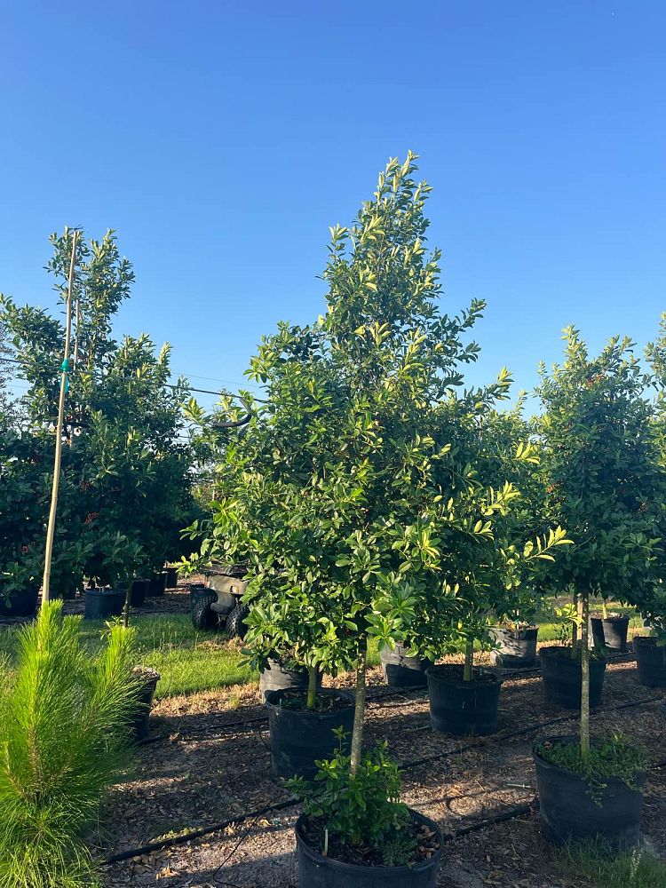 ilex-x-attenuata-eagleston-holly-eagleston-holly