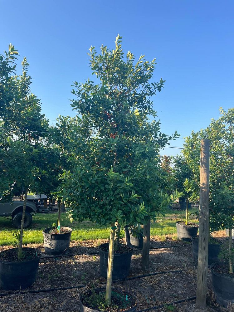 ilex-x-attenuata-eagleston-holly-eagleston-holly