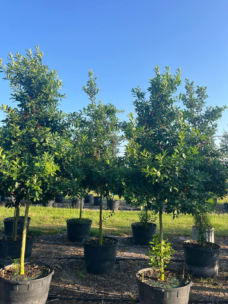 ilex-x-attenuata-eagleston-holly-eagleston-holly