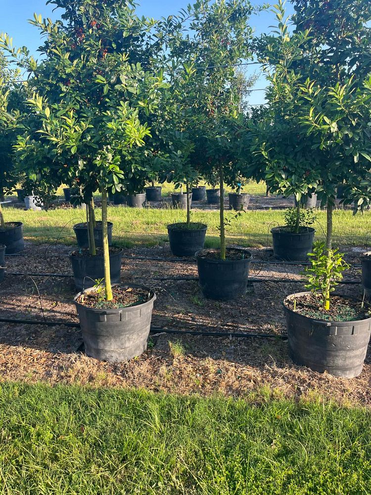 ilex-x-attenuata-eagleston-holly-eagleston-holly