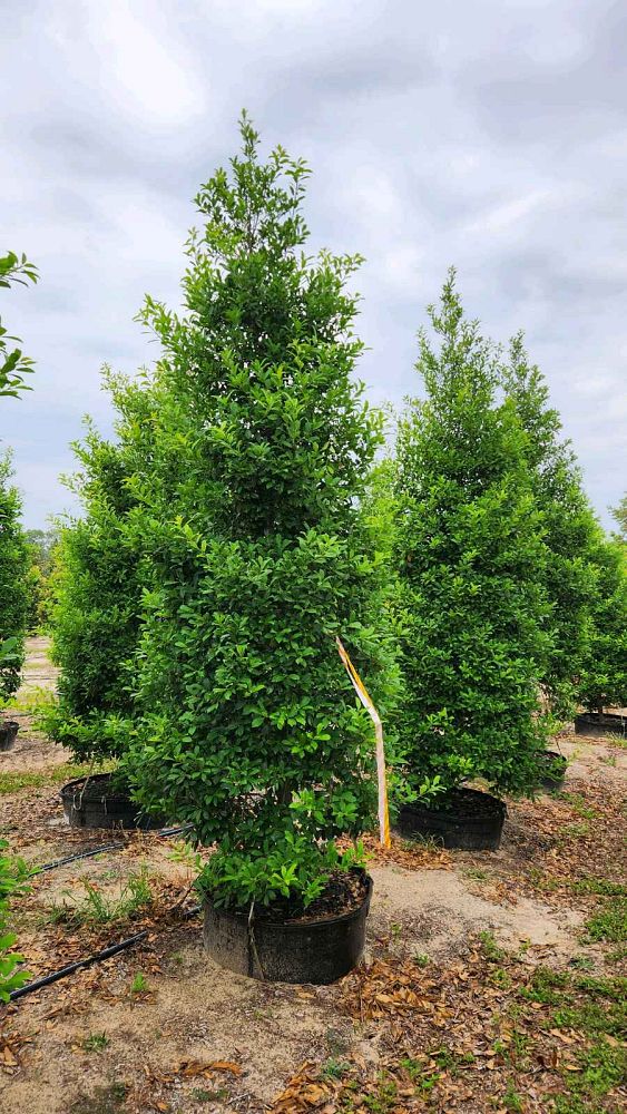 ilex-x-attenuata-eagleston-holly-eagleston-holly