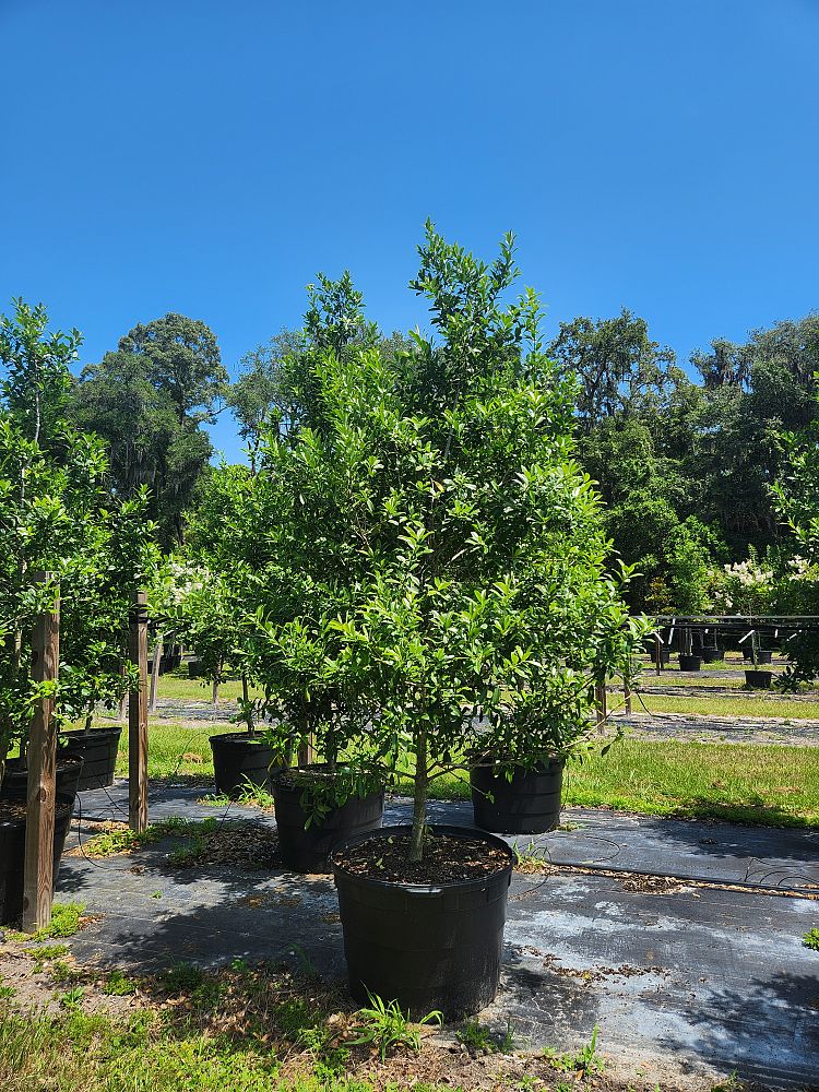 ilex-x-attenuata-eagleston-holly-eagleston-holly