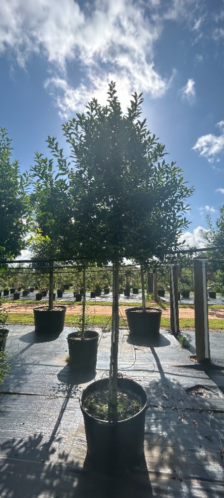 ilex-x-attenuata-eagleston-holly-eagleston-holly