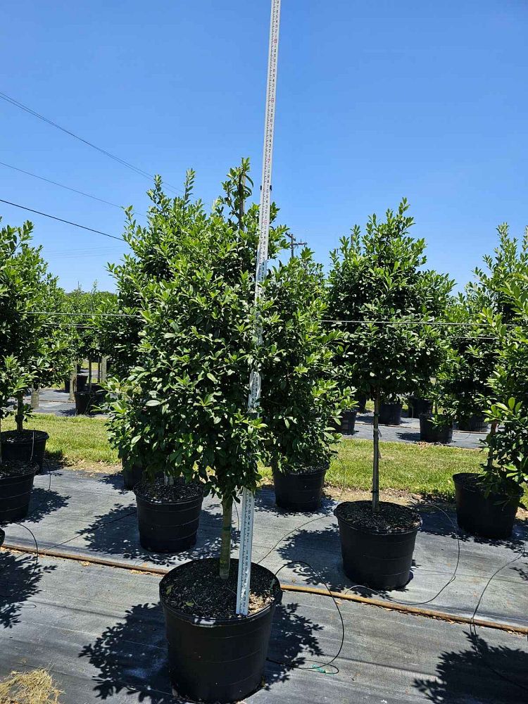 ilex-x-attenuata-eagleston-holly-eagleston-holly