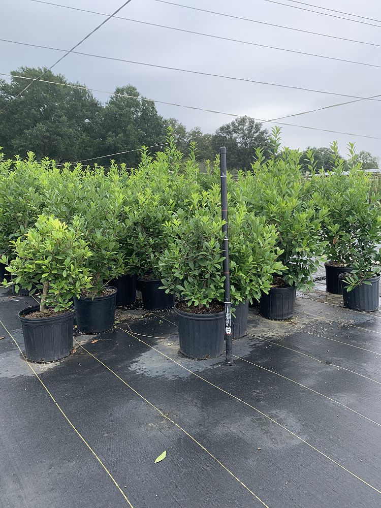ilex-x-attenuata-eagleston-holly-eagleston-holly