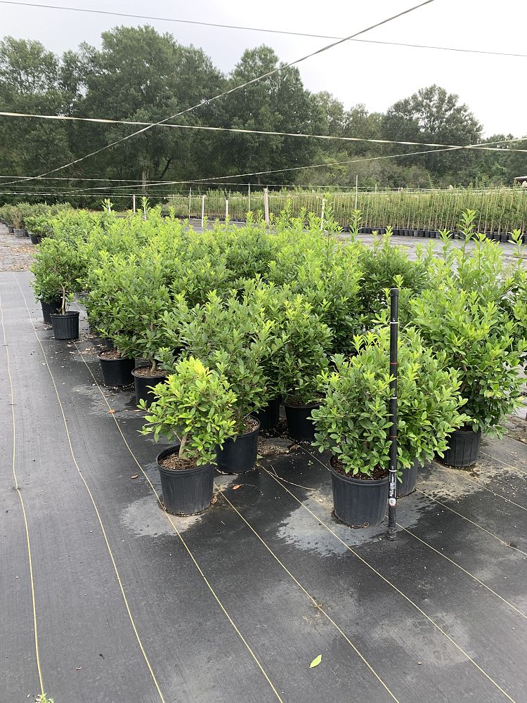 ilex-x-attenuata-eagleston-holly-eagleston-holly