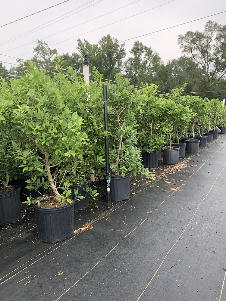 ilex-x-attenuata-eagleston-holly-eagleston-holly