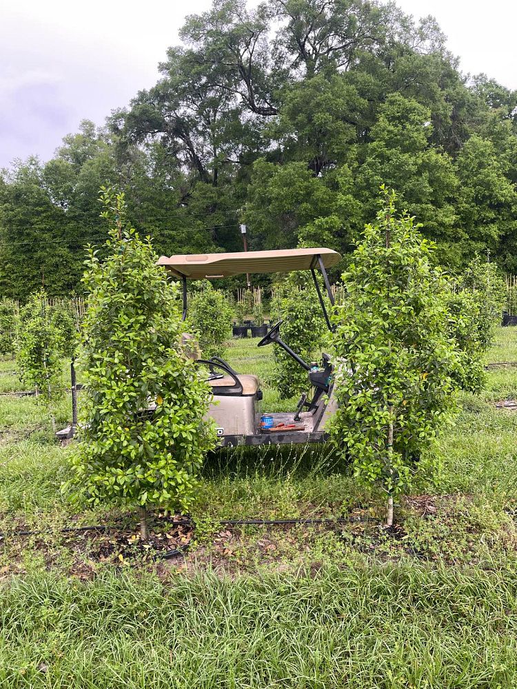 ilex-x-attenuata-eagleston-holly-eagleston-holly