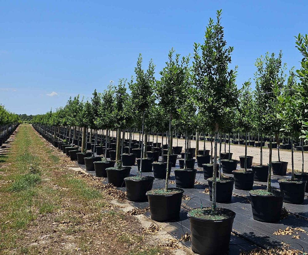 ilex-x-attenuata-eagleston-holly-eagleston-holly