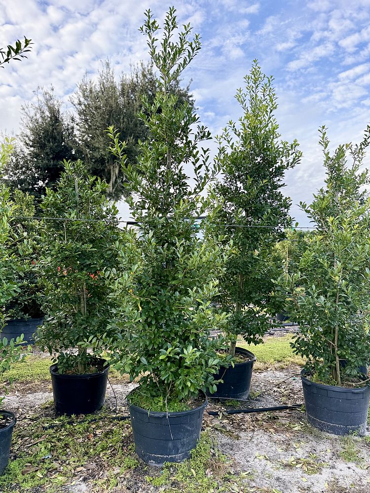 ilex-x-attenuata-eagleston-holly-eagleston-holly