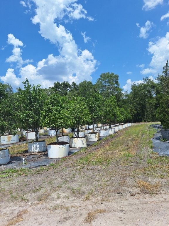 ilex-x-attenuata-eagleston-holly-eagleston-holly