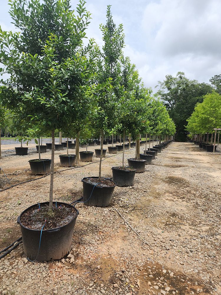 ilex-x-attenuata-eagleston-holly-eagleston-holly