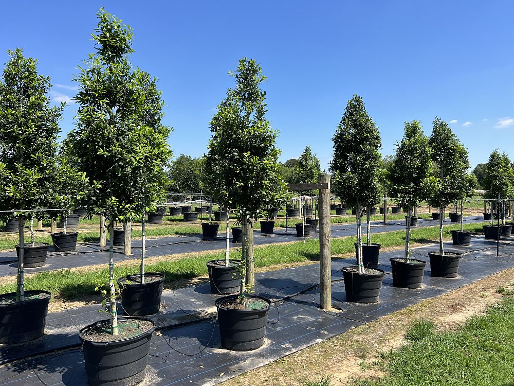 ilex-x-attenuata-eagleston-holly-eagleston-holly