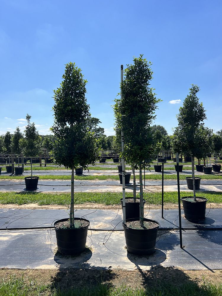 ilex-x-attenuata-eagleston-holly-eagleston-holly