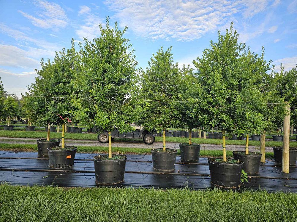ilex-x-attenuata-eagleston-holly-eagleston-holly