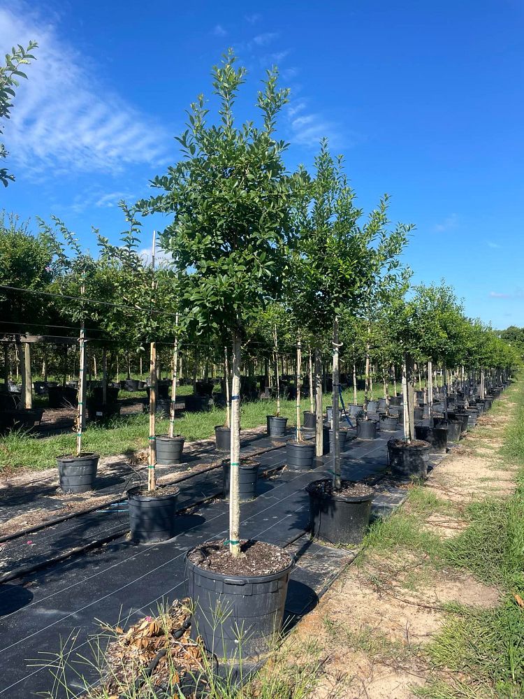 ilex-x-attenuata-eagleston-holly-eagleston-holly