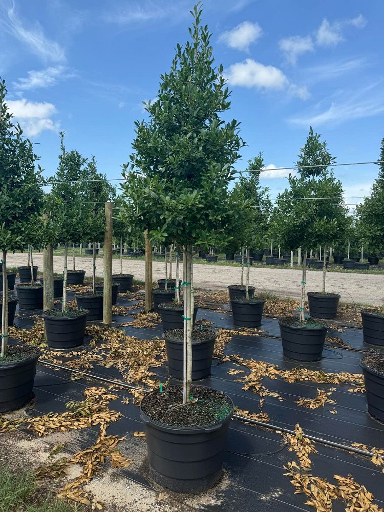 ilex-x-attenuata-eagleston-holly-eagleston-holly