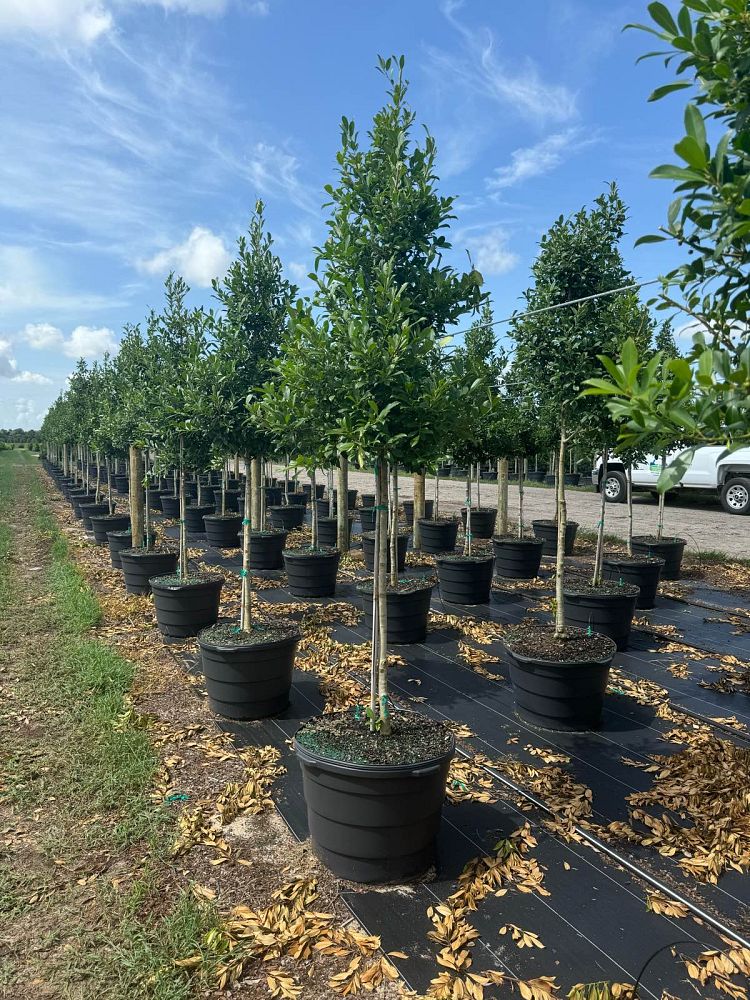 ilex-x-attenuata-eagleston-holly-eagleston-holly