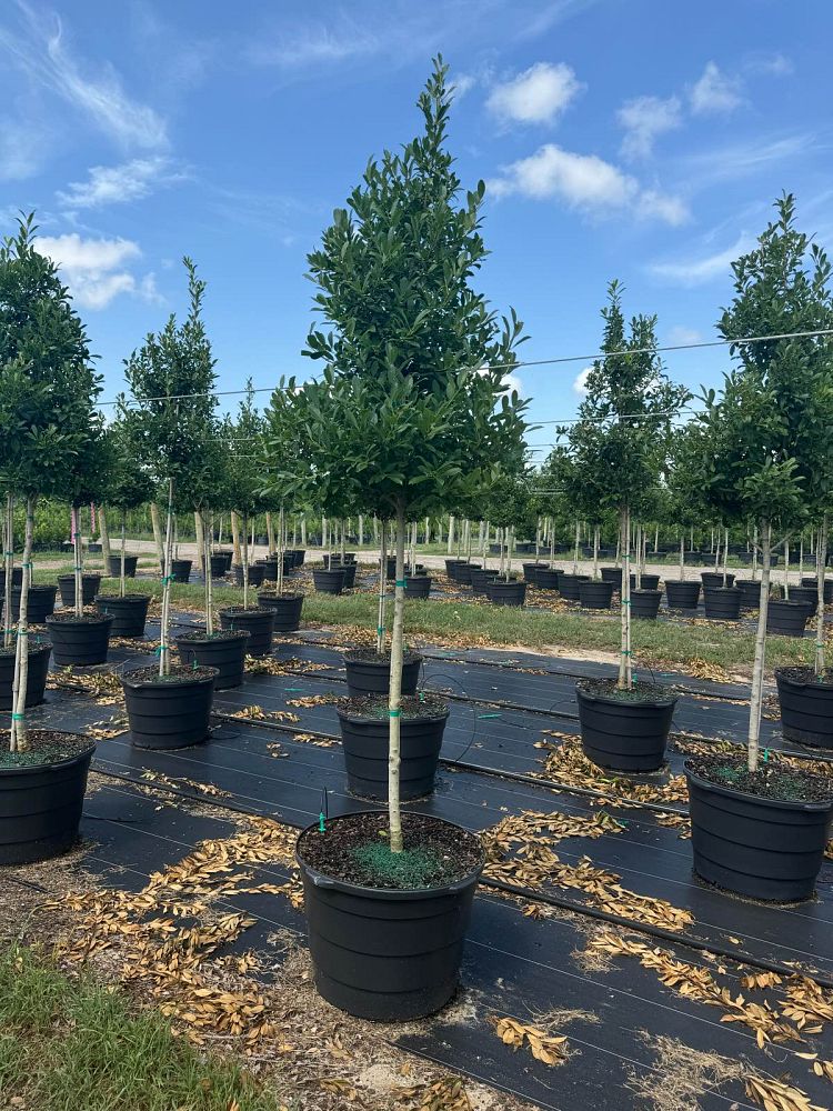 ilex-x-attenuata-eagleston-holly-eagleston-holly