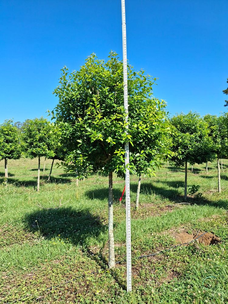 ilex-x-attenuata-eagleston-holly-eagleston-holly