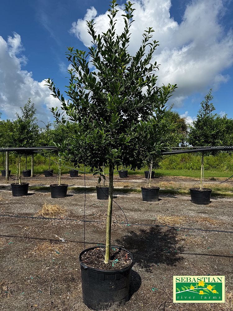 ilex-x-attenuata-eagleston-holly-eagleston-holly