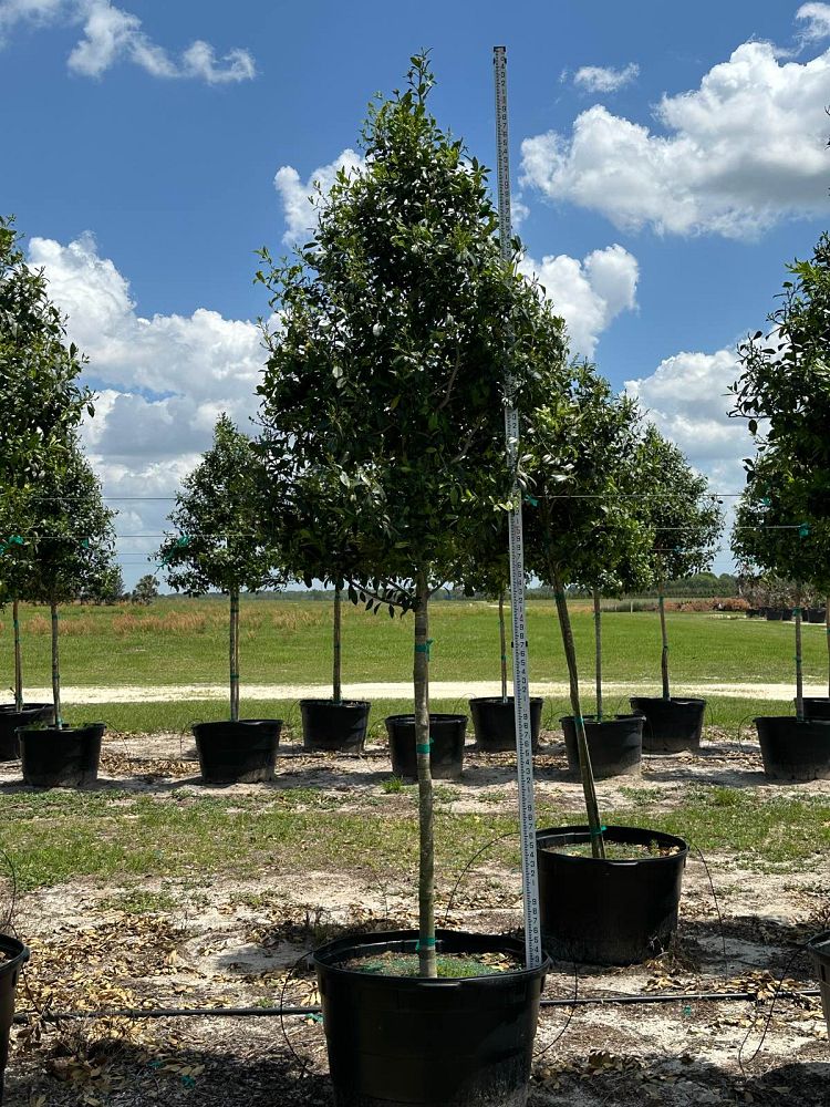 ilex-x-attenuata-eagleston-holly-eagleston-holly