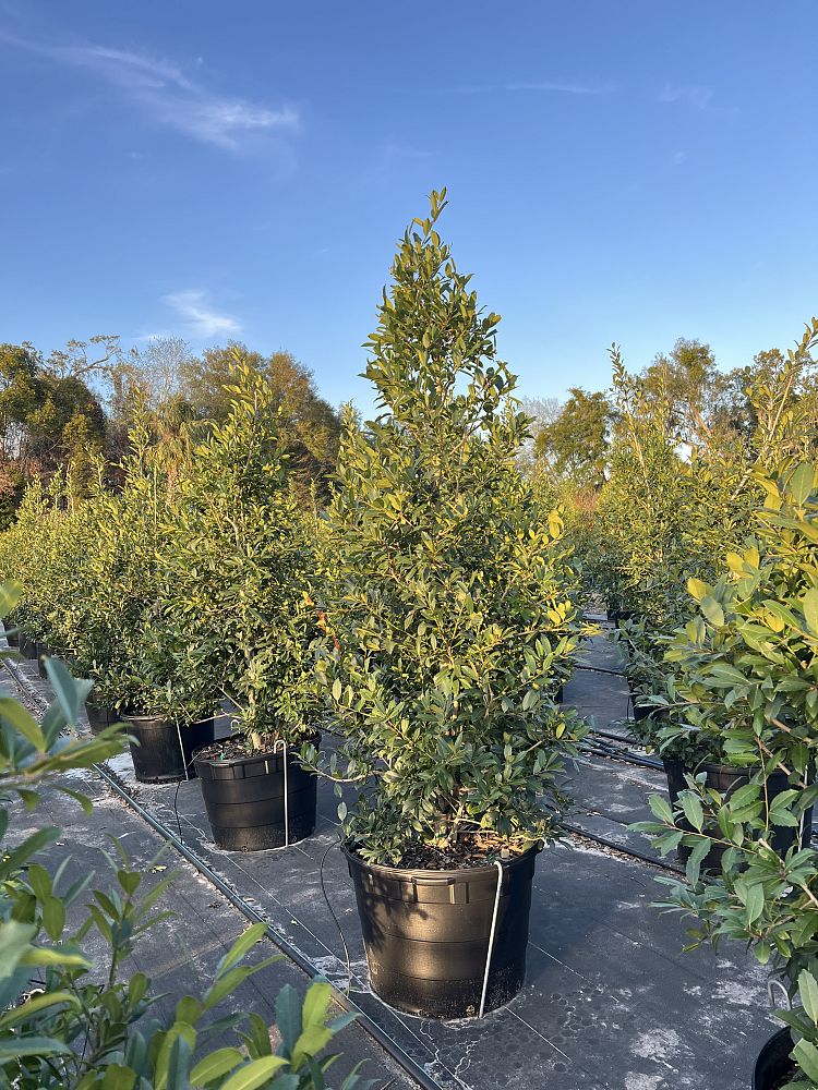 ilex-x-attenuata-eagleston-holly-eagleston-holly