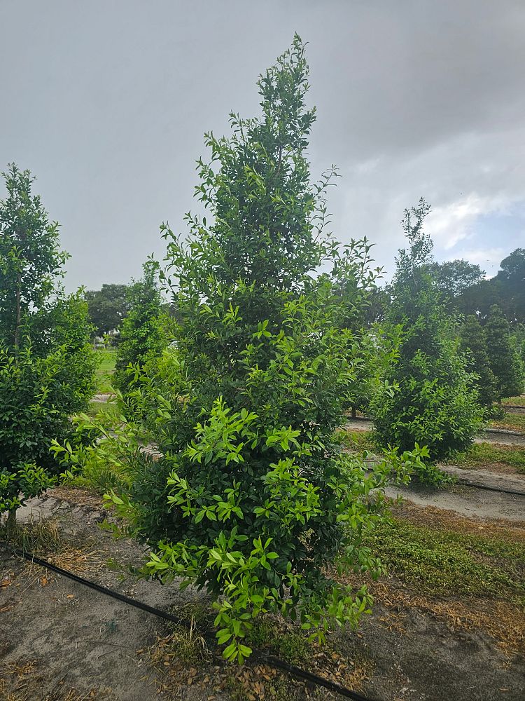 ilex-x-attenuata-eagleston-holly-eagleston-holly