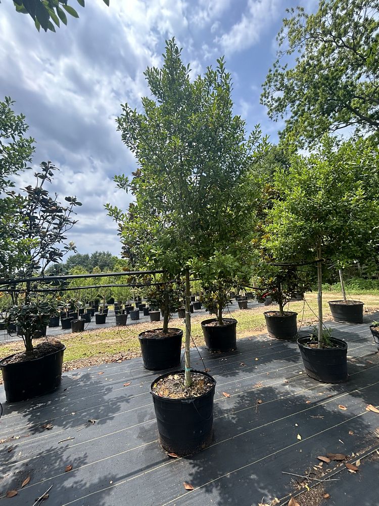 ilex-x-attenuata-eagleston-holly-eagleston-holly