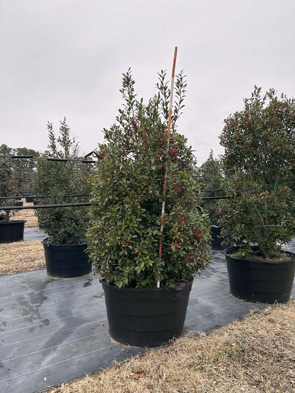 ilex-x-attenuata-eagleston-holly-eagleston-holly