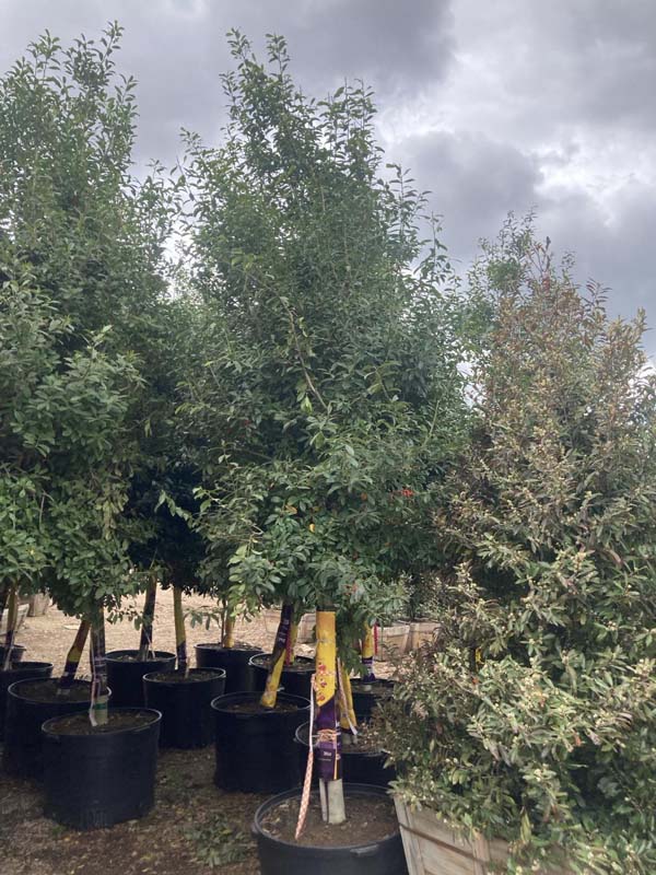 ilex-x-attenuata-eagleston-holly-eagleston-holly