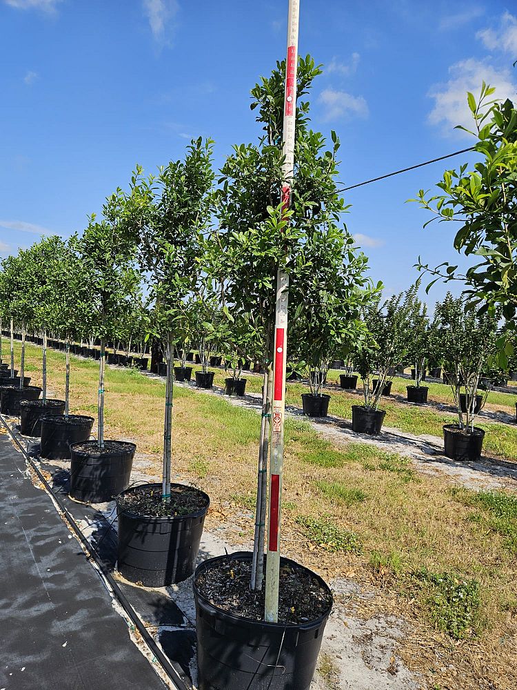 ilex-x-attenuata-eagleston-holly-eagleston-holly