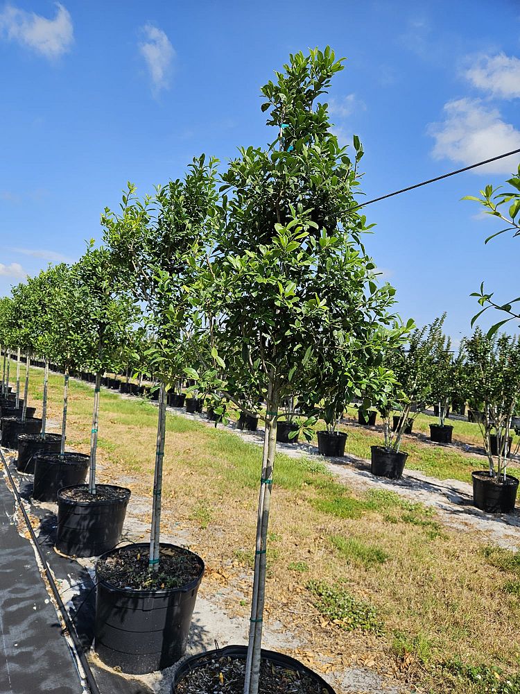 ilex-x-attenuata-eagleston-holly-eagleston-holly