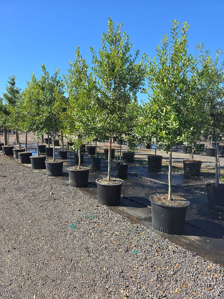 ilex-x-attenuata-eagleston-holly-eagleston-holly